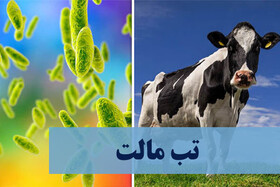 این عفونت باکتریایی را جدی بگیرید