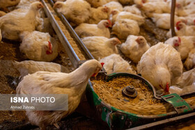 انجام بیش از یک میلیون قطعه جوجه ریزی در خراسان شمالی برای تامین گوشت مرغ عیدنوروز