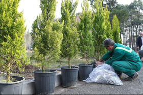 شهرداری بجنورد یک میلیون درخت و درختچه تولید کرد/ توزیع ۱۰ هزار اصله نهال رایگان بین مردم