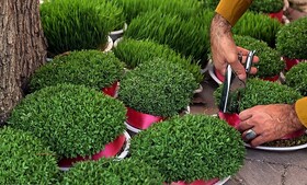 برپایی ایستگاه‌های جمع‌آوری سبزه‌های نوروزی توسط شهرداری شیروان