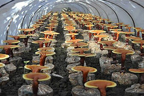 بازاریابی مهمترین علت عدم تولید قارچ گانودرما در خراسان شمالی