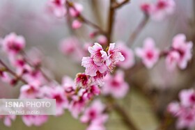 شکوفه های بهاری در طبیعت خراسان شمالی
