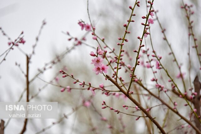 شکوفه های بهاری در طبیعت خراسان شمالی