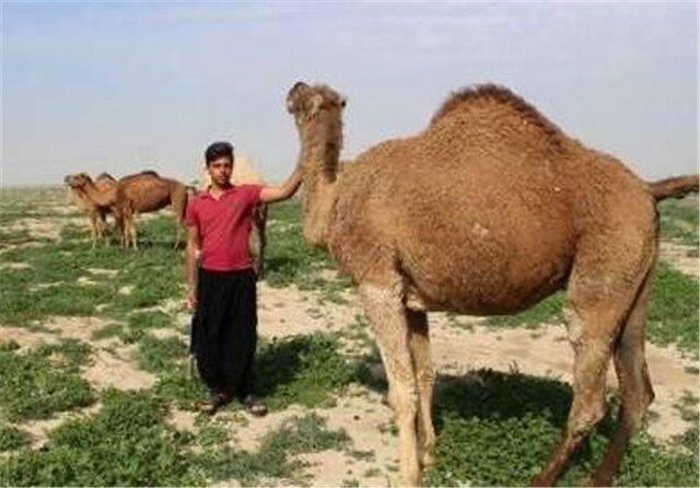 شترهای غیرمجازی که مراتع خراسان شمالی را می بلعند