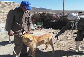 واکسیناسیون بیش از ۱۵۰۰۰ قلاده سگ در خراسان شمالی