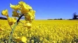 خرید ۷۹۵ تن کلزا از کشاورزان خراسان شمالی