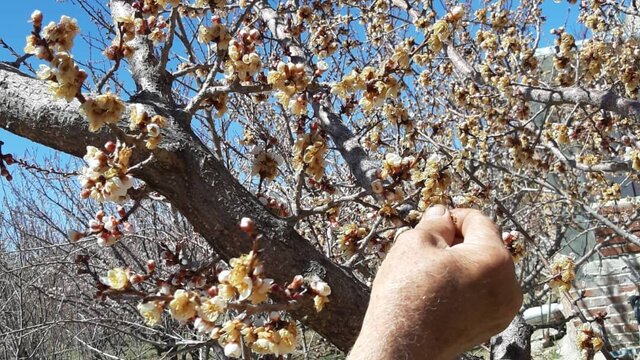 شکوفه‌های بهاری ساوه سرما خوردند