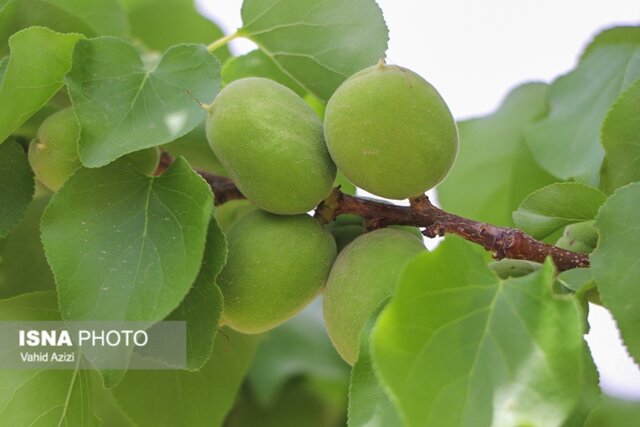 سفر رئیس کمیسیون کشاورزی مجلس و معاونین وزارت جهادکشاورزی به اسفراین در خراسان شمالی