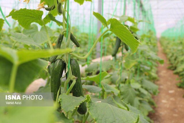 سفر رئیس کمیسیون کشاورزی مجلس و معاونین وزارت جهادکشاورزی به اسفراین در خراسان شمالی