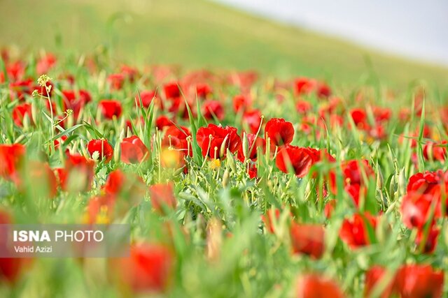 دشت گل های شقایق خراسان شمالی