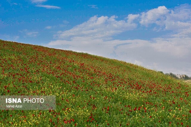 دشت گل های شقایق خراسان شمالی