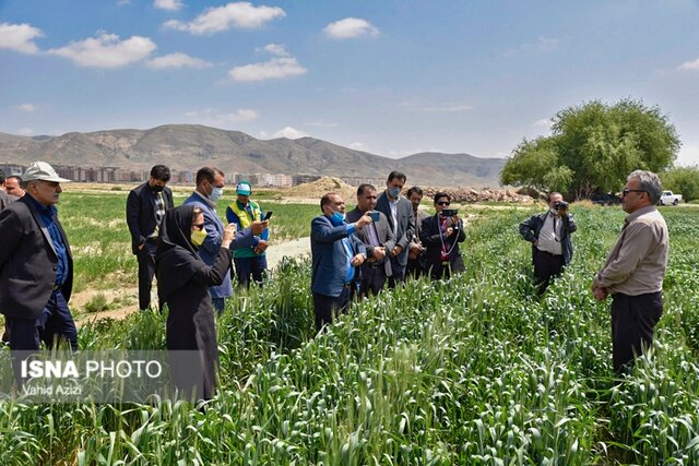 سفر مجری طرح خودکفایی گندم وزارت جهاد کشاورزی به خراسان شمالی
