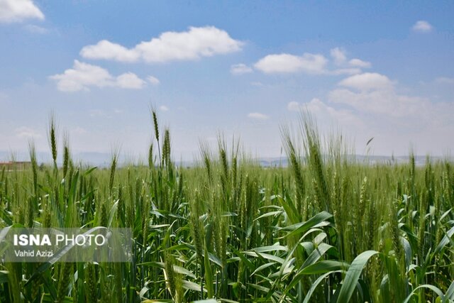 سفر مجری طرح خودکفایی گندم وزارت جهاد کشاورزی به خراسان شمالی