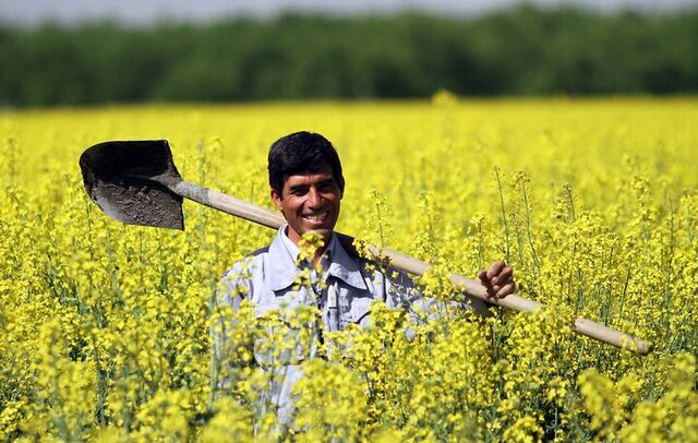 احتمال تغییر قیمت خرید تضمینی کلزا طی چند روز آینده