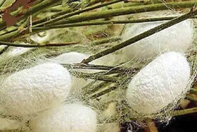 خرید بیش از ۲۵۸ تن پیله ابریشم در خراسان شمالی