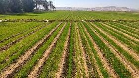 توسعه شیوه کشت کف کاری در مزارع دیم خراسان شمالی از امسال