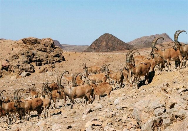 ۴ منطقه شکار ممنوع خراسان شمالی در شرف ارتقاء