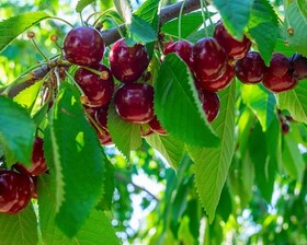 ۷۰ درصد از ارقام موجود در باغات گیلاس خراسان شمالی غیرتجاری هستند