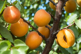 برداشت ۵۲ هزار تن زردآلو از باغات استان یزد