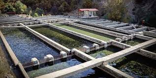 مکانیزاسیون، مهمترین راهکار برای افزایش بهره وری در صنعت آبزی پروری خراسان شمالی