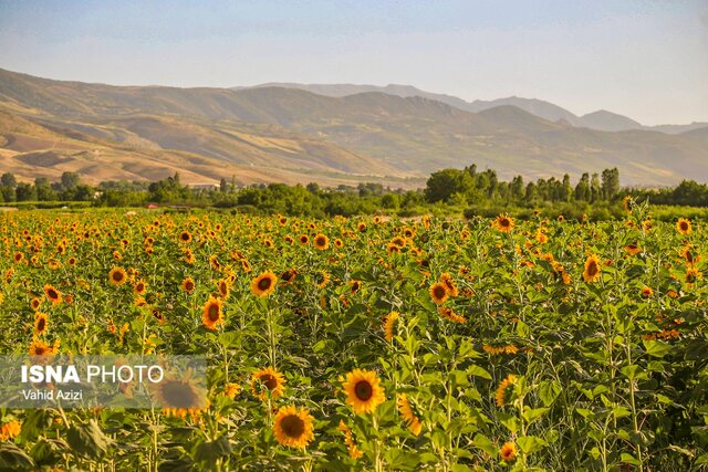 مزارع آفتابگردان در بجنورد