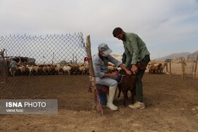 واکسیناسیون دام سبک عشایر خراسان شمالی