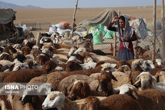 واکسیناسیون دام سبک عشایر خراسان شمالی