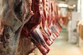 رشد ۱۴ درصدی تولید گوشت قرمز توسط عشایر خراسان شمالی