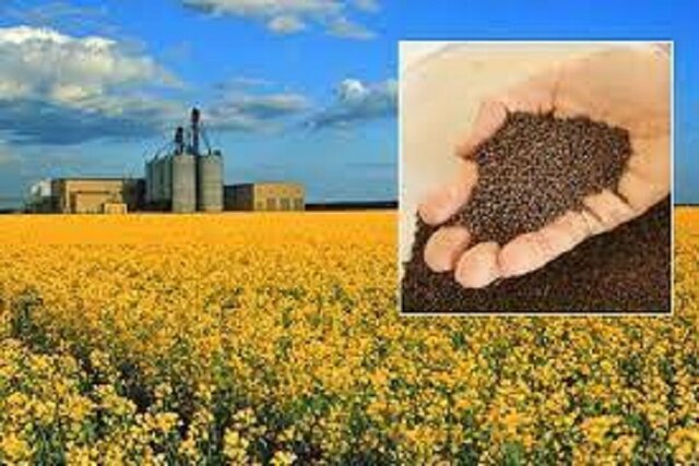 خرید ۹۸ تن کلزا توسط تعاون روستایی خراسان شمالی