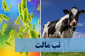 افزایش بیماری تب مالت میان جمعیت دامی خراسان شمالی