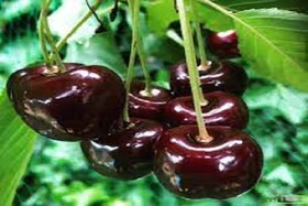 تولید بیش از ۳۹ هزار تن گیلاس و هلو در باغات خراسان شمالی