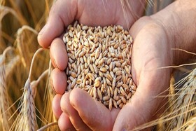 کاهش تولید بذر خراسان شمالی در پی بروز خشکسالی