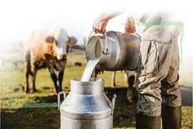 تولید سالانه ۱۶۰ هزار تن شیر در استان زنجان