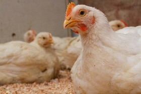 کشف ۵ تُن مرغ زنده خارج از شبکه توزیع در خرم‌آباد