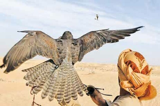 تشدید گشت‌ها برای شناسایی شکارچیان پرندگان شکاری در خراسان شمالی