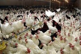 بهره برداری از واحدهای تولید ۳۲۰ هزار قطعه مرغ مادر در خراسان شمالی تا یک سال آینده