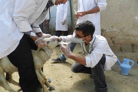 توزیع ۴۳۰ کیلوگرم مکمل معدنی در میان دامداران خراسان شمالی در راستای حمایت از تولید