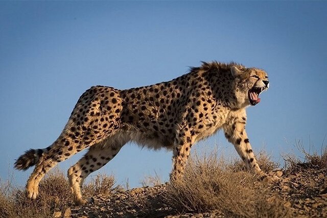 تصویر آرشیوی است مشاهده ۳ قلاده یوز آسیایی در میامی + فیلم