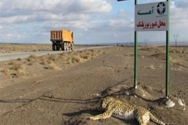 کاهش تلفات یوزپلنگ آسیایی در تصادفات جادهای با حمایتهای قضایی کاهش تلفات یوزپلنگ آسیایی در تصادفات جادهای با حمایتهای قضایی