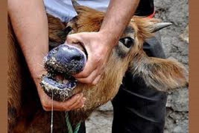 عکس تزئینی است کنترل شیوع بیماری تب برفکی دام در فارس/آلودگی در حیاتوحش و دام عشایر مشاهده نشده است