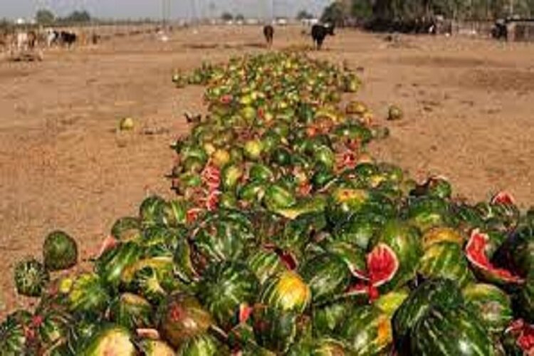 ۳۰ میلیون تن محصول کشاورزی در ایران دور ریخته می‌شود