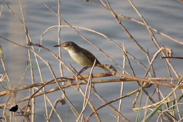 کاهش تعداد پرندگان مهاجر در تالاب آققشلاق بجنورد کاهش تعداد پرندگان مهاجر در تالاب آققشلاق بجنورد