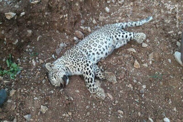 تصویر تزیینی است کشف لاشه پلنگ در منطقه حفاظتشده سالوک