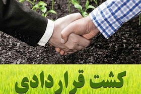 کشت قراردادی در استان فارس به ۷۱ هزار هکتار رسید