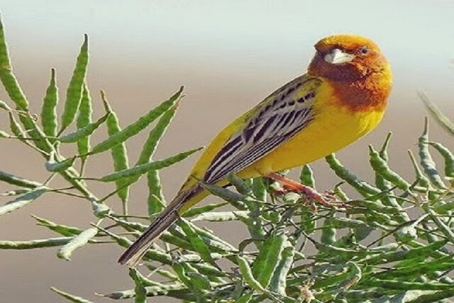 وجود یک گونه پرنده با وضعیت بحرانی در خراسان شمالی/ مشاهده ۳ گونه پرنده برای اولین‌بار