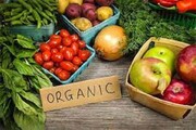 تاکنون گواهی محصولات ارگانیک در زنجان صادر نشده است