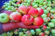 زنجیره ارزش سیب شیروان باید از باغ تا بازار تکمیل شود