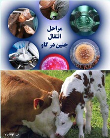 پیگیری برای اجرای طرح رویان در دام سنگین توسط  جهاددانشگاهی خراسان شمالی