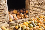 محصولی که روستای خراسان شمالی را نارنجی پوش کرد
