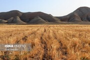 اجرای طرح پایداری تولید در ۱۴۰ هزار هکتار از دیمزارهای خراسان‌شمالی